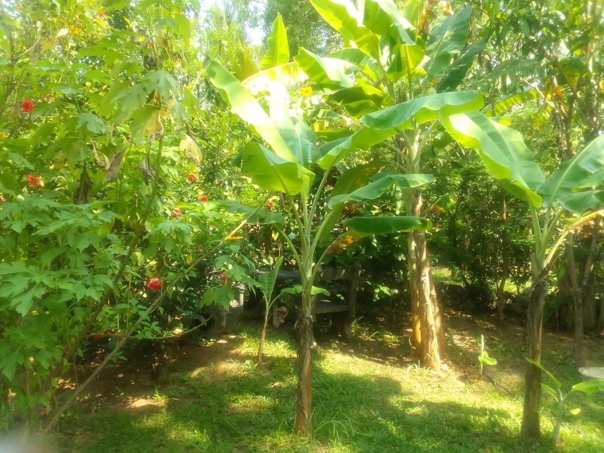 Sigiriya Village Home Stay & Private Room Екстер'єр фото
